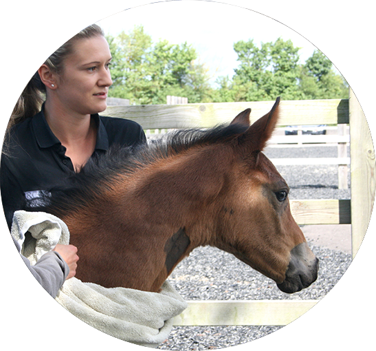 Equine Technicians - Horse (547x510), Png Download