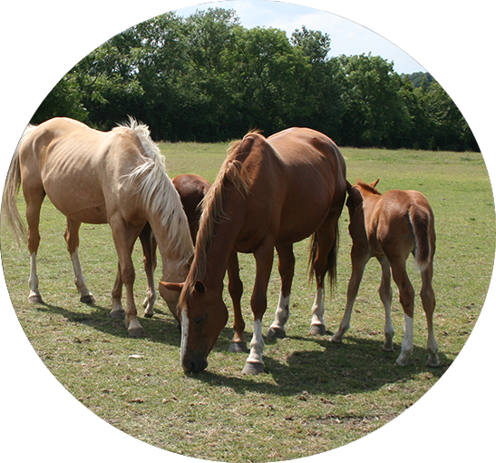 Yard Technicians - Portable Network Graphics (547x510), Png Download