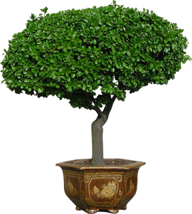 Print Photos - Tree Psd (396x442), Png Download