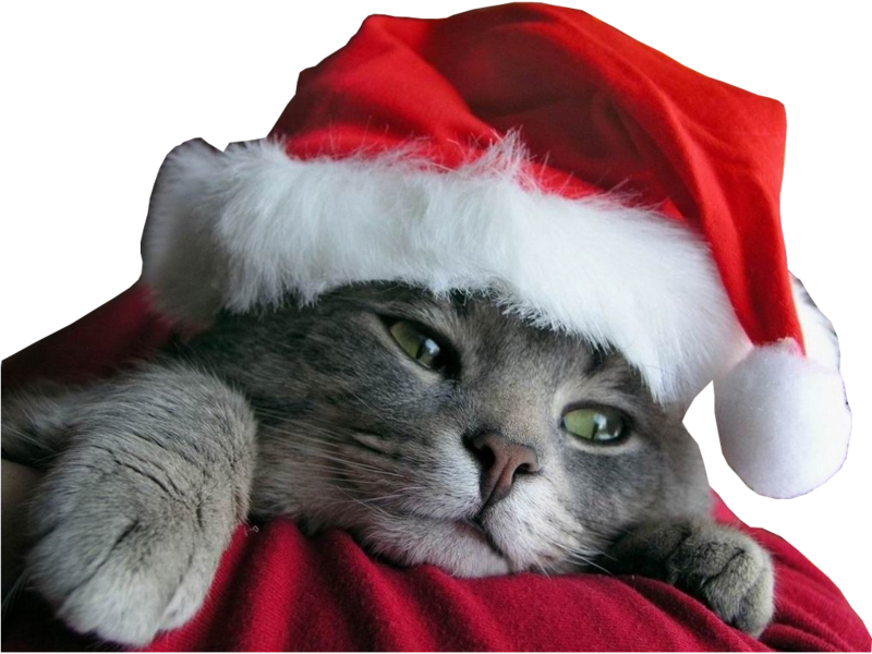 Christmas Kitty - Cat Lover Postcards (package Of 8) (800x600), Png Download