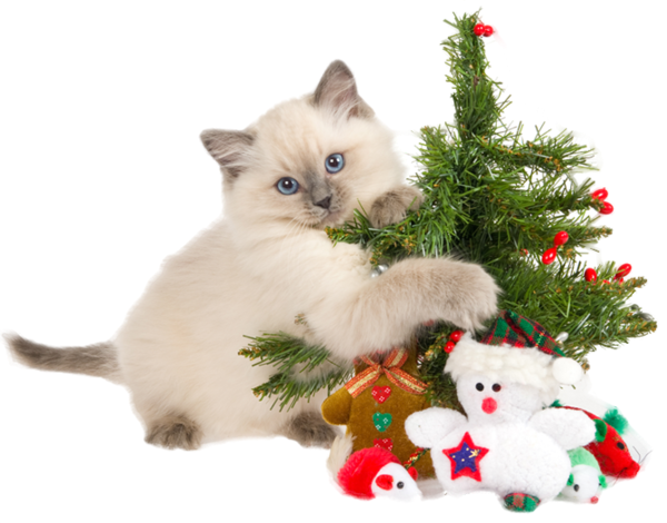 Christmas Cats - Kitten Christmas Ornament (round) (600x470), Png Download