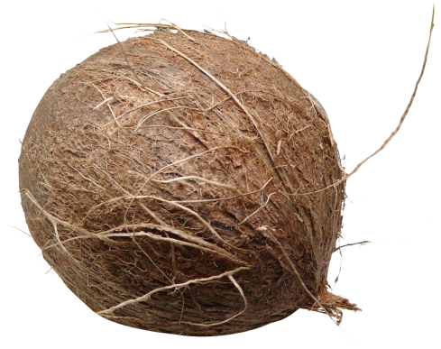 Download Coconut Png Image - Coconut Png (500x386), Png Download