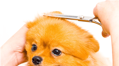 Small Dogs - Top Dog Grooming Salon (970x398), Png Download