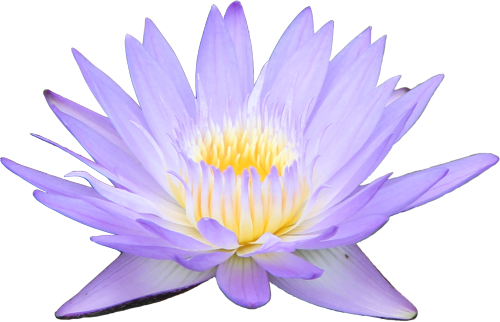 Transparent Water Lily Requested By Anon Looks Better - Lily Png Purple (500x322), Png Download