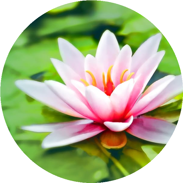 July S Birth Flower Larkspurs And Water Lilies - Zazzle Wasser-lilie #2 Case-mate Iphone 4 Hüllen (726x660), Png Download