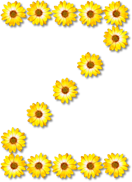 All Photo Png Clipart - Flower Z (537x750), Png Download