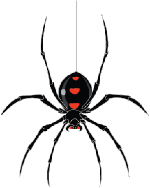Free Download Spider Hanging From Web Clipart Spider - Spider Dangling From Web (518x648), Png Download