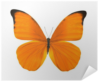 Imagenes De Mariposas Anaranjadas (400x400), Png Download