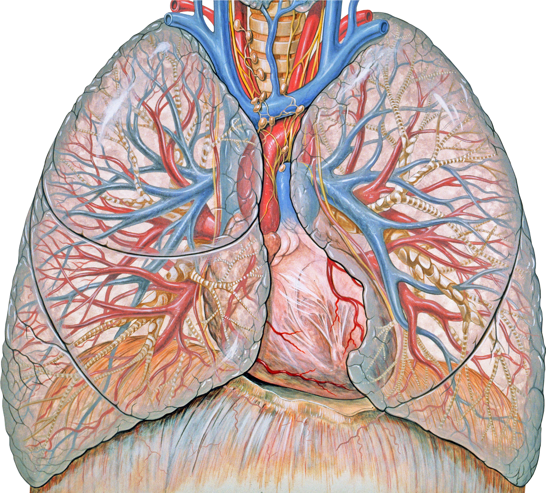 Thoracic Anatomy - Advances In Respiratory Therapy Research (2304x1927), Png Download