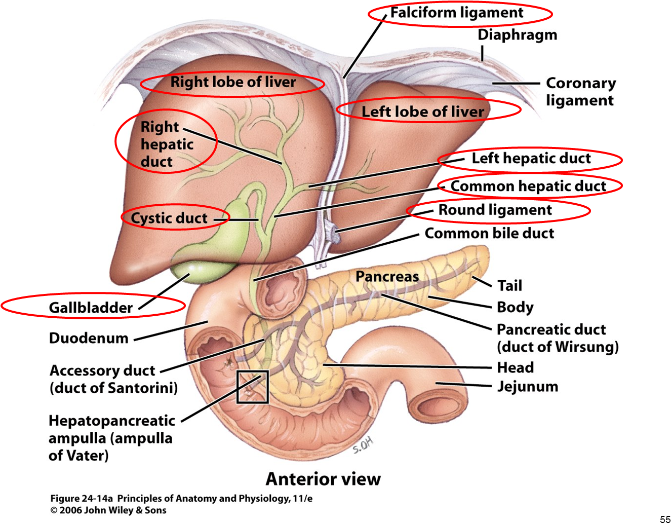 Png Anatomy Gallbladder Pancreas Google - Liver And Gallbladder Anatomy (1339x1055), Png Download