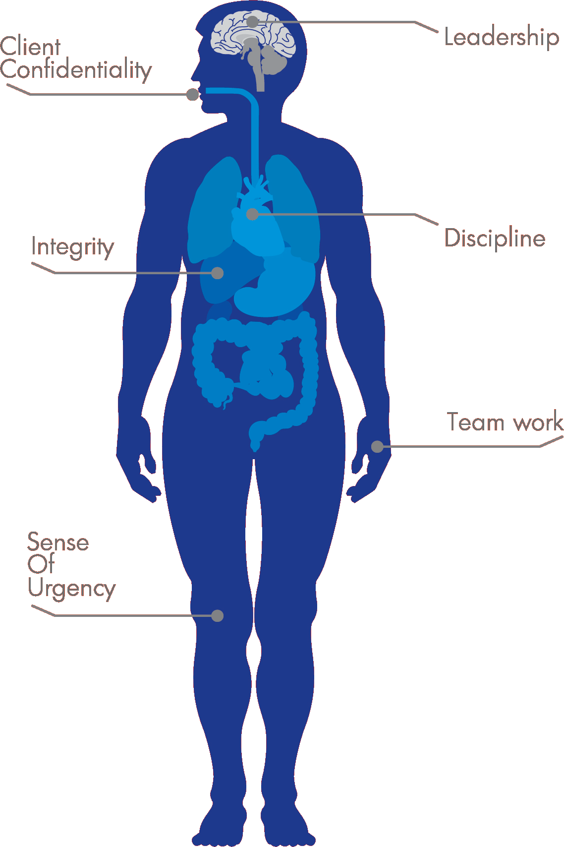 Innovic Is A Company Specialized In Providing Comprehensive - Human Organs (1138x1708), Png Download