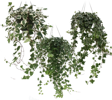 10”& 8" Ivy Hanging Baskets - Dodd's Greenhouses Limited (400x350), Png Download