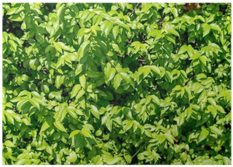 Green Leaf Wall Texture Background, Nature Background - Wall (400x400), Png Download