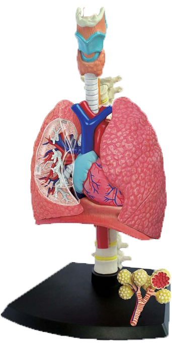 Image Alternative Text - Human Anatomy 4d Models (447x699), Png Download