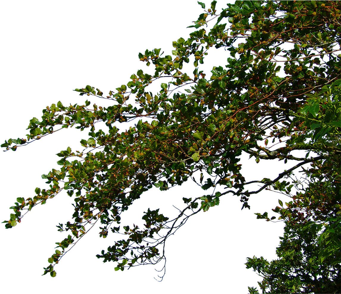 Product Item - Tree Leaves Png Hd (1200x1200), Png Download