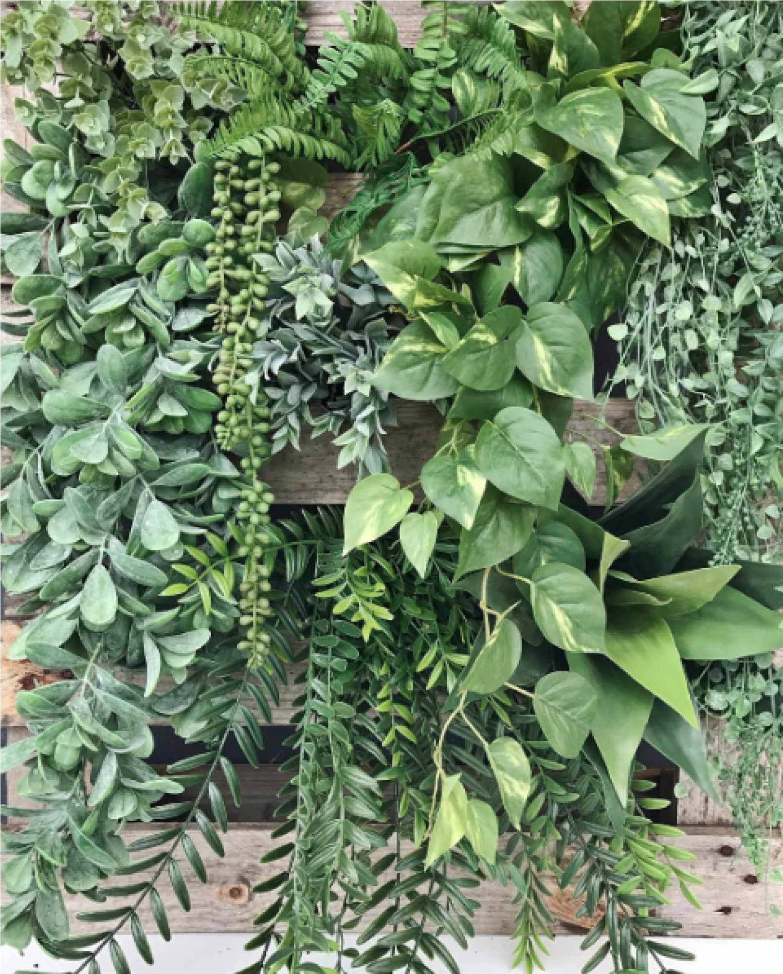 Jade Hanging Bush - Tree (2000x2000), Png Download