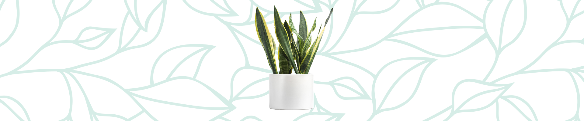 Snake Plant - Houseplant (1920x400), Png Download