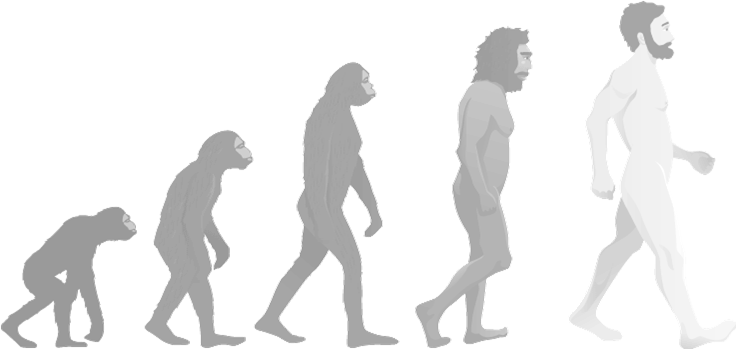 Walking Upright Seminar Paper - Human Evolution White Png (736x349), Png Download