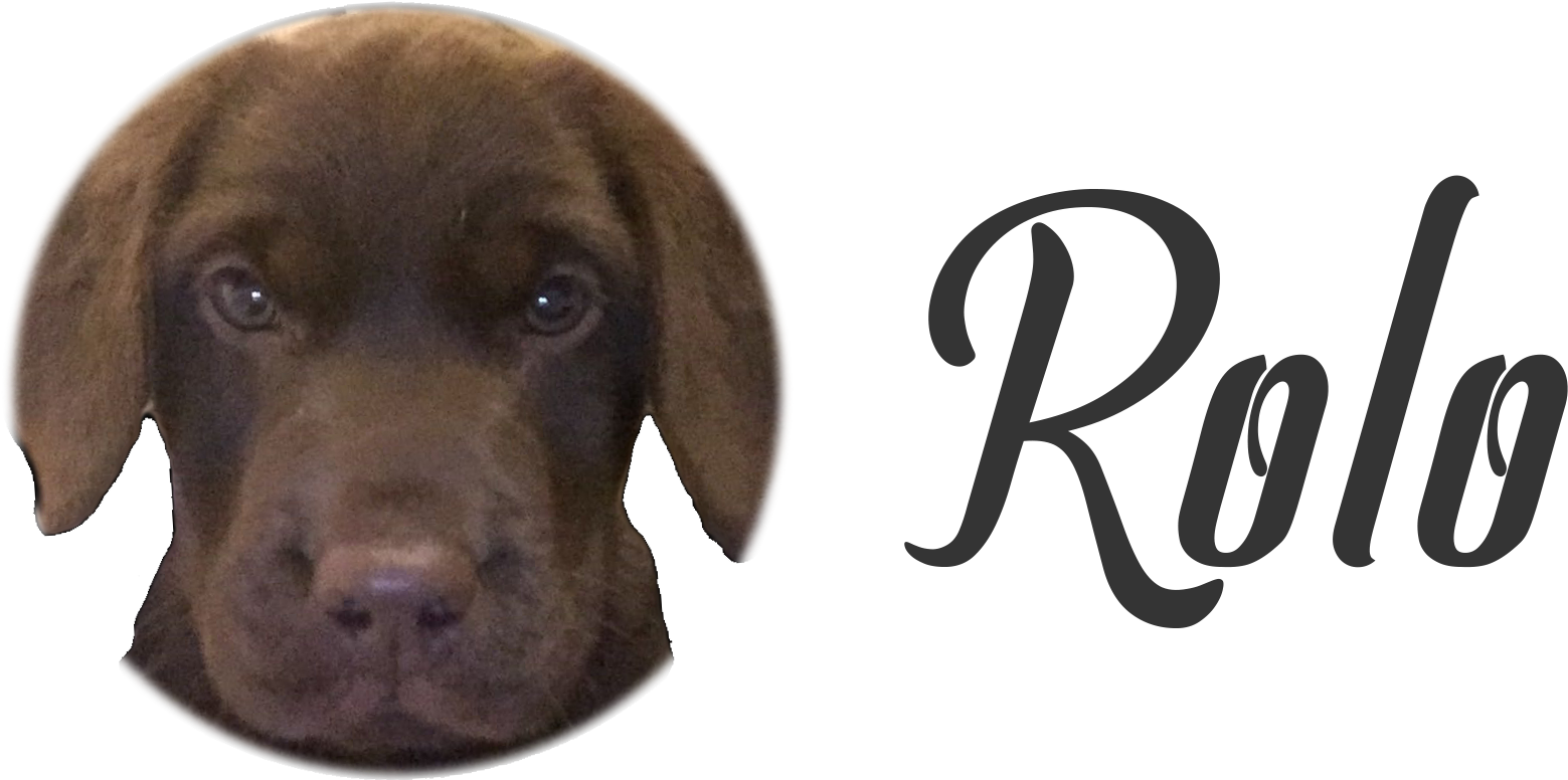 Rolo, Puppy, Dog, Chocolate, Labrador, Labby, Doggy, - Mack The Rapper (1724x775), Png Download
