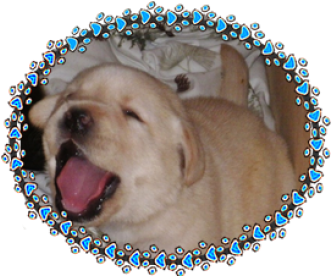 Menu - Dog Yawns (611x275), Png Download