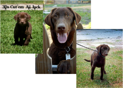 Labrador Retriever (485x349), Png Download