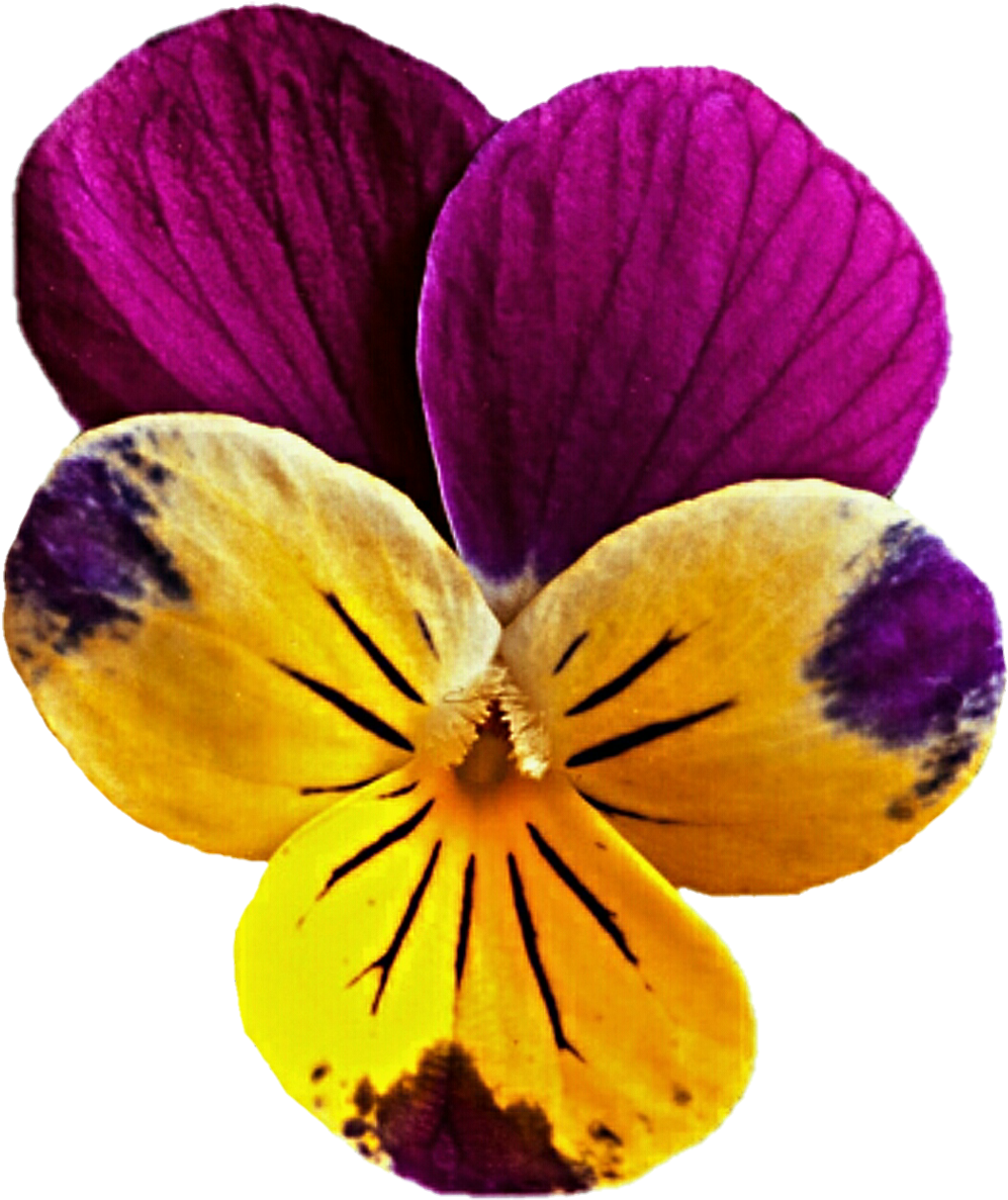 Mauve Clipart Yellow Flower - Mauve And Yellow (1024x1208), Png Download