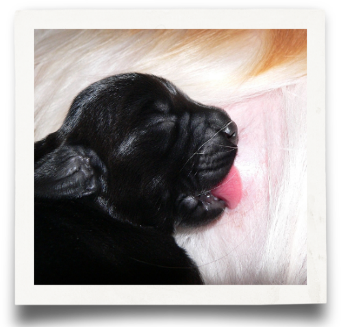 Looking For A Labrador - Labrador Retriever (498x478), Png Download