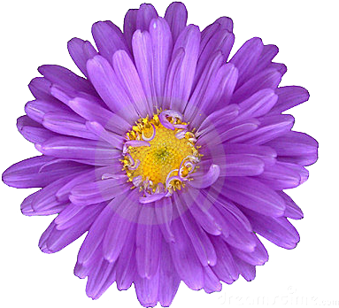 Flower Png By Haniya Ali - Flor Lilás Em Png (400x354), Png Download