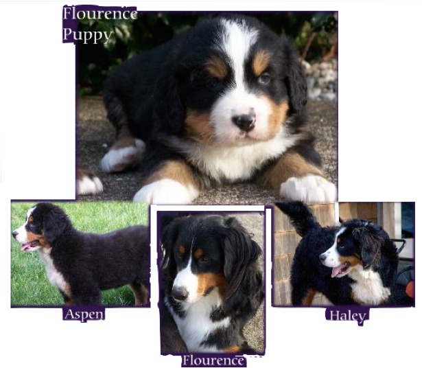 Philosophy - Bernese Mountain Dog (614x543), Png Download