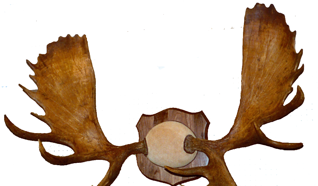 Moose (1085x630), Png Download
