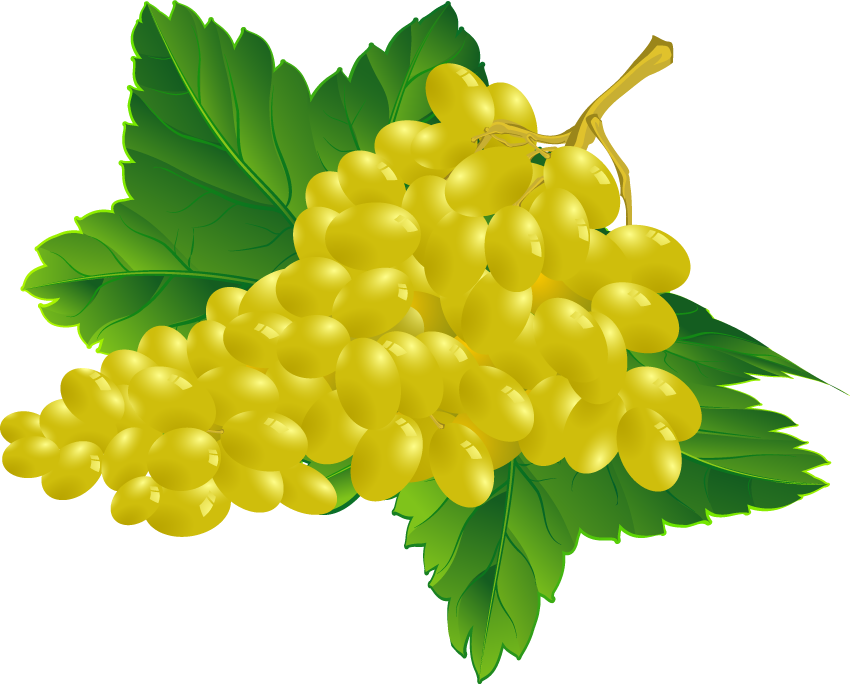 Grapes Fruits Png Transparent Images Clipart Icons - Grape Vector (850x684), Png Download