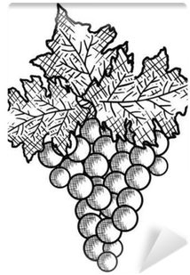Best Wine Grapes Fruit Vector Illustration Design Wall - Vector Graphics (400x400), Png Download