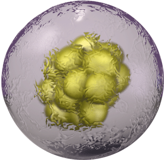 Body Cell Png - Common Myeloid Progenitor Cells Hd (373x386), Png Download