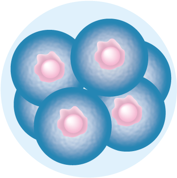 It Is Confirmed That Chinese Scientists Have Genetically - Embryo Cell Clipart (500x375), Png Download