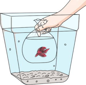 Then Float The Betta Fish In A Clear Plastic Bag Filled - Illustration (300x298), Png Download