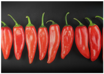 Red Hot Chili Peppers (400x400), Png Download