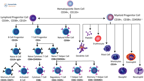 Human Cord Blood Cd4 / Cd45ra Naive T Cells - Naive T Cell (480x275), Png Download