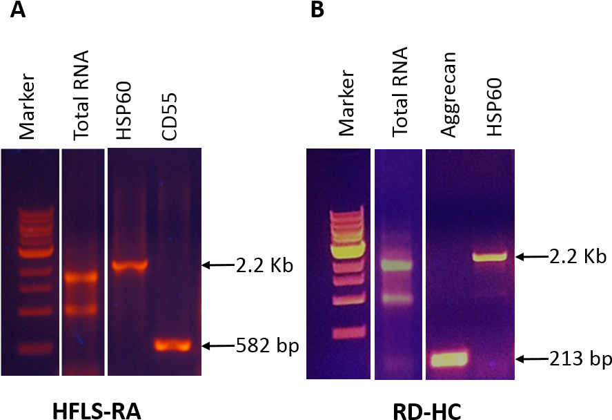 Cell Rna (a) Human Fibroblast Like Synoviocytes, Rheumatoid - Graphic Design (932x920), Png Download