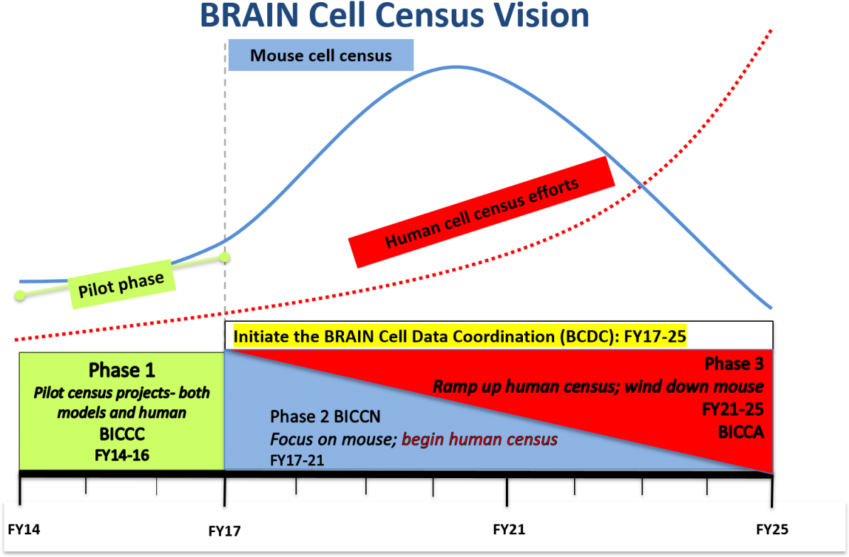Brain Cell Census Vision Through 2025 Graph Of Phase - Brain (1200x814), Png Download