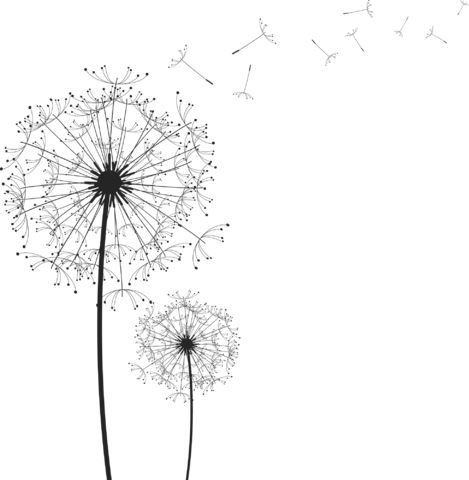 Dandelion Png 18 Stickers Png Dandelion Clipart - Dandelion Clip Art Png (469x480), Png Download