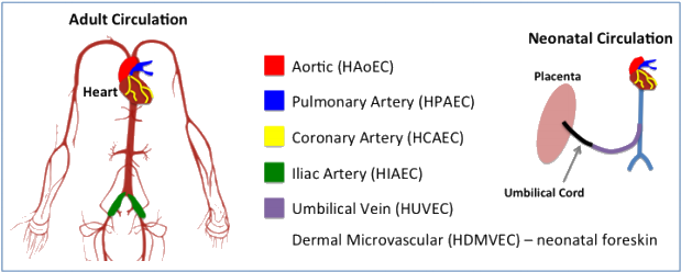 Normal Human Endothelial Cells Are Isolated In A Specialized - Endothelial Cell In Aorta (640x264), Png Download