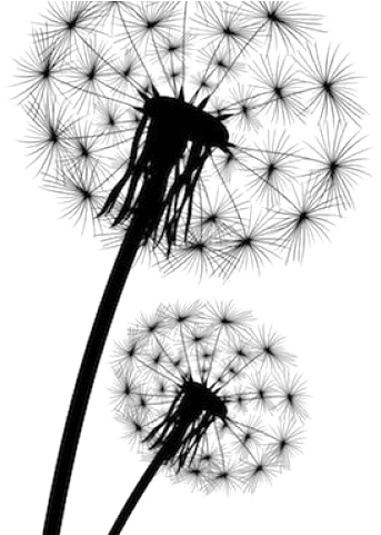 Dandelion Clipart (640x480), Png Download