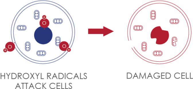 The Human Body Is Deficient In Molecular Hydrogen A - Free Radicals Damaging Dna (800x350), Png Download