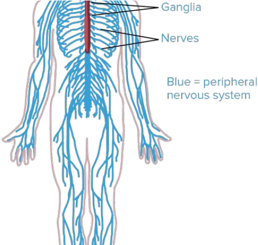 Nerves Clipart Human Body Cell - Nervous System In Human Bo (640x480), Png Download