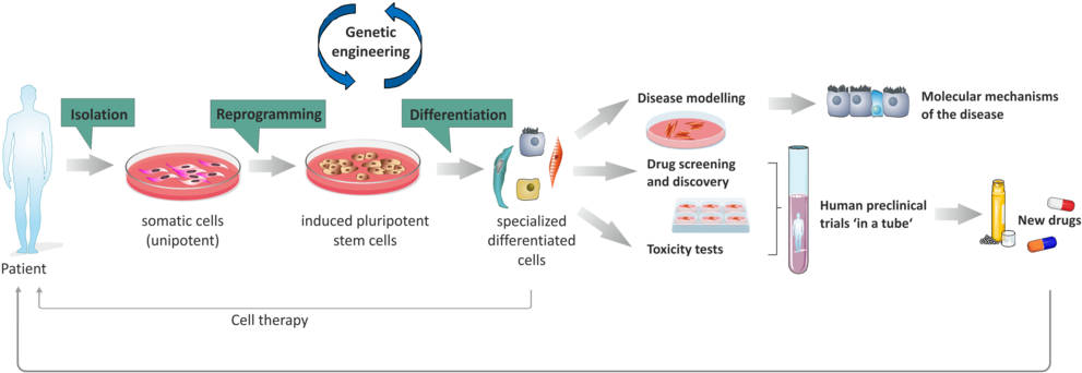 Somatic Cells Are Reprogrammed Into Induced Pluripotent - Diagram (1024x400), Png Download