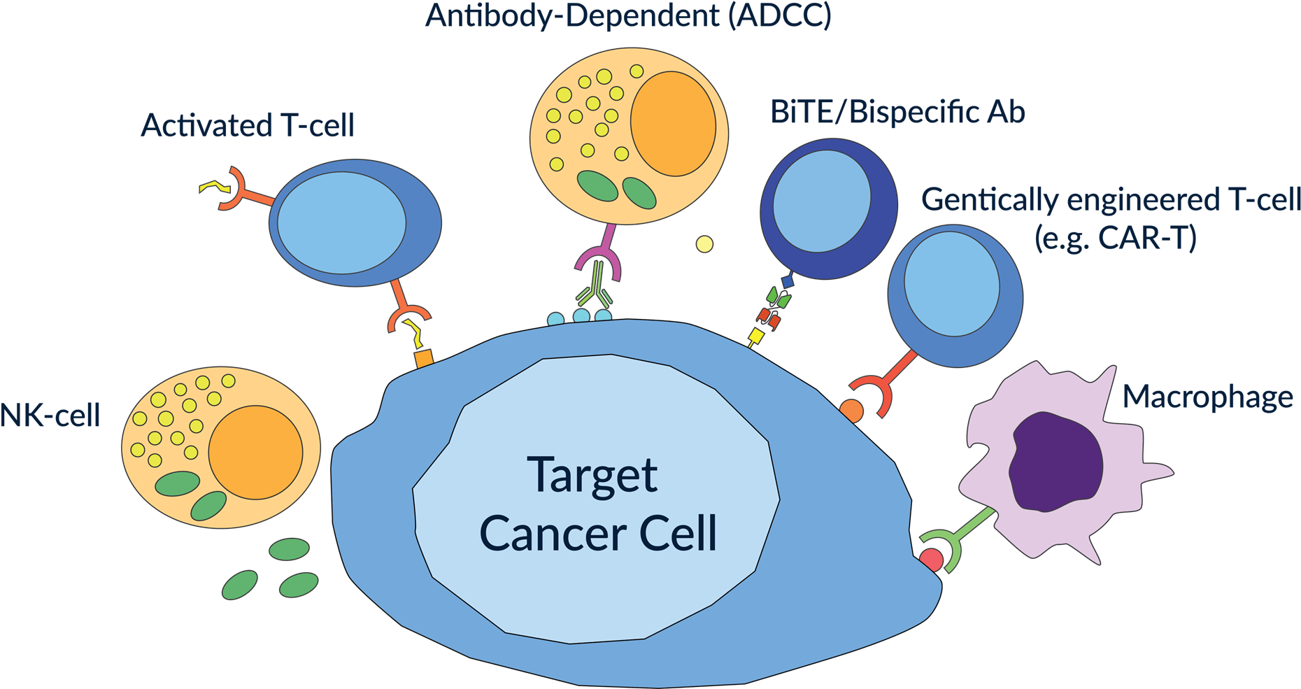 Immuno Killing Cells Bite Small - Antibody Dependent Cell Mediated Cytotoxicity T Cell (1876x987), Png Download