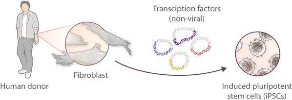 For Our Studies, We Use Human Induced Pluripotent Stem - Sketch (683x257), Png Download