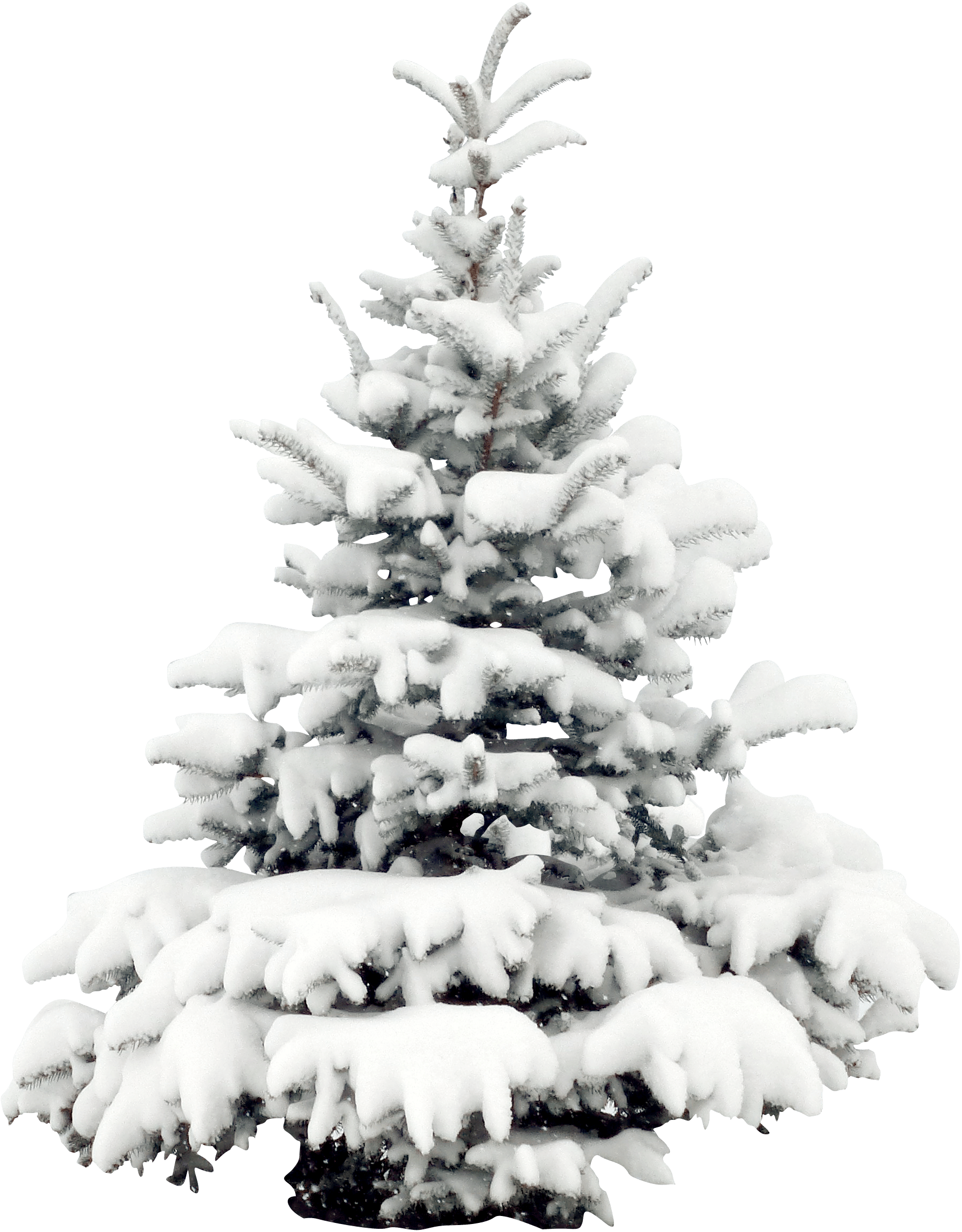 Collection Of Free Branch Drawing Tree Trunk Download - Pine Snow Trees Png (1802x2308), Png Download