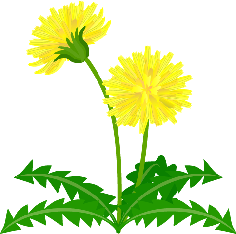 Go To Image - Dandelion Flower Clipart Yellow (540x540), Png Download
