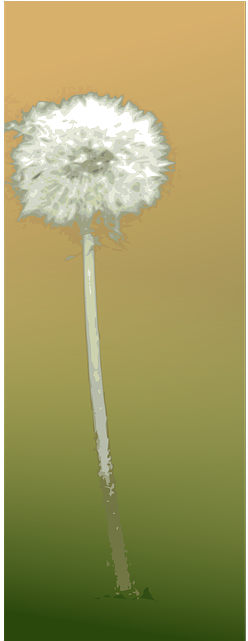 Dandelion, Flower, Autumn, Summer, Botany, Plant - Dandelion (320x640), Png Download